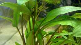 aquarium-von-thomas-hoeppner-becken-9832_Cryptocoryne undulata