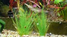 aquarium-von-die-kleine-meerjungfrau-becken-9856_Eleocharis acicularis