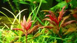 aquarium-von-die-kleine-meerjungfrau-becken-9856_Alternanthera reineckii rot