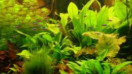 aquarium-von-msp99-becken-988_