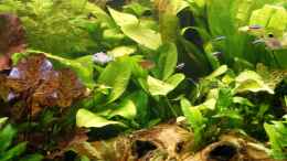 aquarium-von-msp99-becken-988_