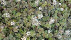 Acaena microphylla im Garten pflanzen