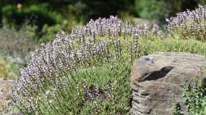 Acantholimon acerosum im Garten pflanzen