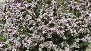 Acantholimon androsaceum im Garten pflanzen