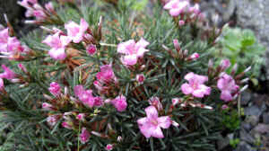 Acantholimon ulicinum im Garten pflanzen