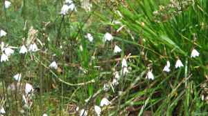 Acis autumnalis im Garten pflanzen