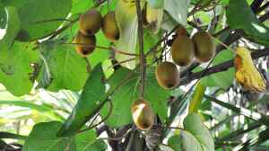 Actinidia deliciosa im Garten pflanzen