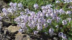 Aethionema armenum im Garten pflanzen