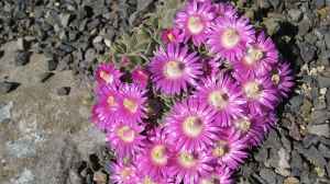 Aloinopsis spathulata im Garten pflanzen