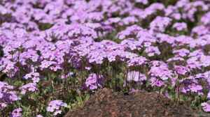 Androsace sarmentosa im Garten pflanzen