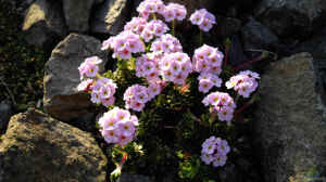 Androsace sempervivoides im Garten pflanzen