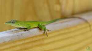 Anolis chlorocyanu im Terrarium halten