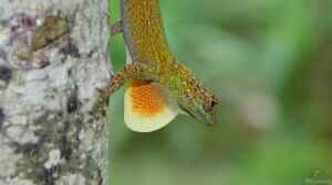 Anolis distichus im Terrarium halten