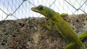 Anolis extremus im Terrarium halten