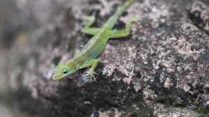 Anolis marmoratus im Terrarium halten