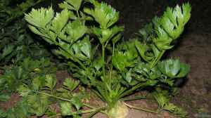 Apium graveolens im Garten pflanzen