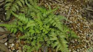 Athyrium niponicum am Gartenteich pflanzen