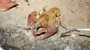 Austropotamobius pallipes im Gartenteich halten