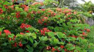 Bauhinia galpinii im Garten pflanzen