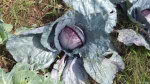 Brassica oleracea var. capitata f. rubra im Garten pflanzen