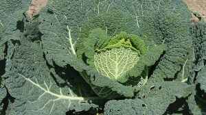 Brassica oleracea var. capitata var. sabauda im Garten pflanzen