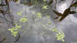 Callitriche palustris im Gartenteich pflegen