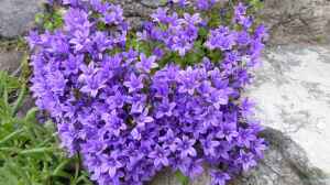 Campanula portenschlagiana im Garten pflanzen