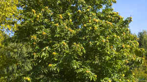 Castanea sativa im Garten pflanzen