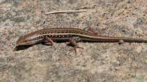 Chalcides sepsoides im Terrarium halten