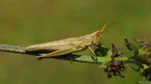 Chrysochraon dispar am Gartenteich halten