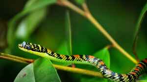 Chrysopelea ornata im Terrarium halten