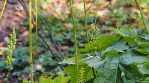 Cimicifuga dahurica im Garten pflanzen