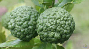 Citrus hystrix im Garten pflanzen