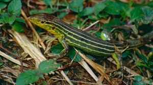 Cnemidophorus lemniscatus im Terrarium halten