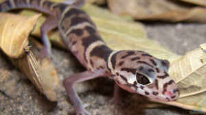 Coleonyx mitratus im Terrarium halten