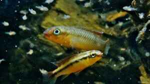 Congochromis dimidiatus im Aquarium halten