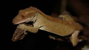 Correlophus ciliatus im Terrarium halten