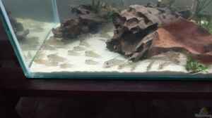 Corydoras loretoensis im Aquarium halten