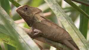 Corytophanes cristatus im Terrarium halten