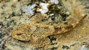 Cottus gobie im Gartenteich halten