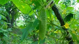 Cucumis sativus im Garten pflanzen