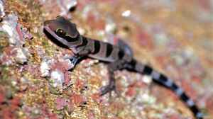 Cyrtodactylus pulchellus im Terrarium halten