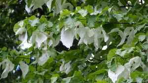 Davidia involucrata im Garten pflanzen