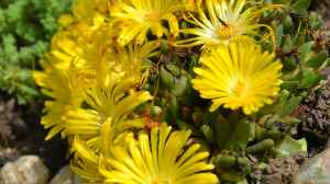 Delosperma congestum am Gartenteich pflanzen