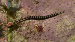 Dunckerocampus dactyliophorus im Aquarium halten