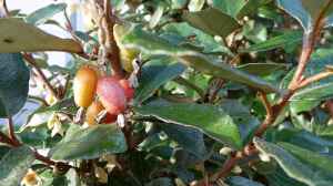 Elaeagnus ebbingei im Garten pflanzen