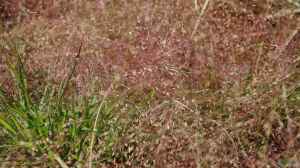 Eragrostis spectabilis am Gartenteich pflanzen