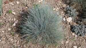 Festuca glauca am Gartenteich pflanzen