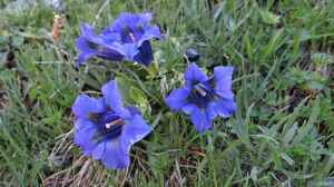 Gentiana alpina am Gartenteich pflanzen