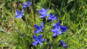 Gentiana bavarica am Gartenteich pflanzen